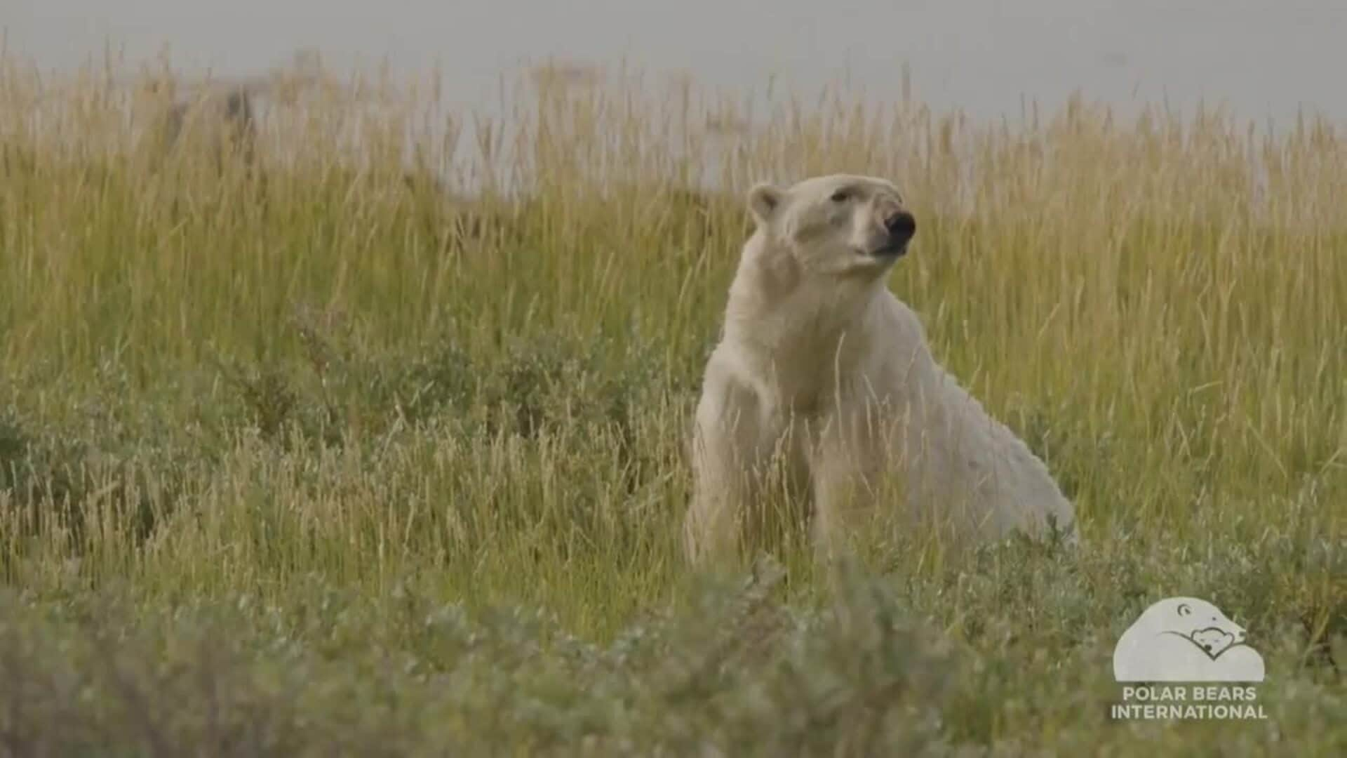 Si el verano ártico se alarga, los osos polares corren el riesgo de morir