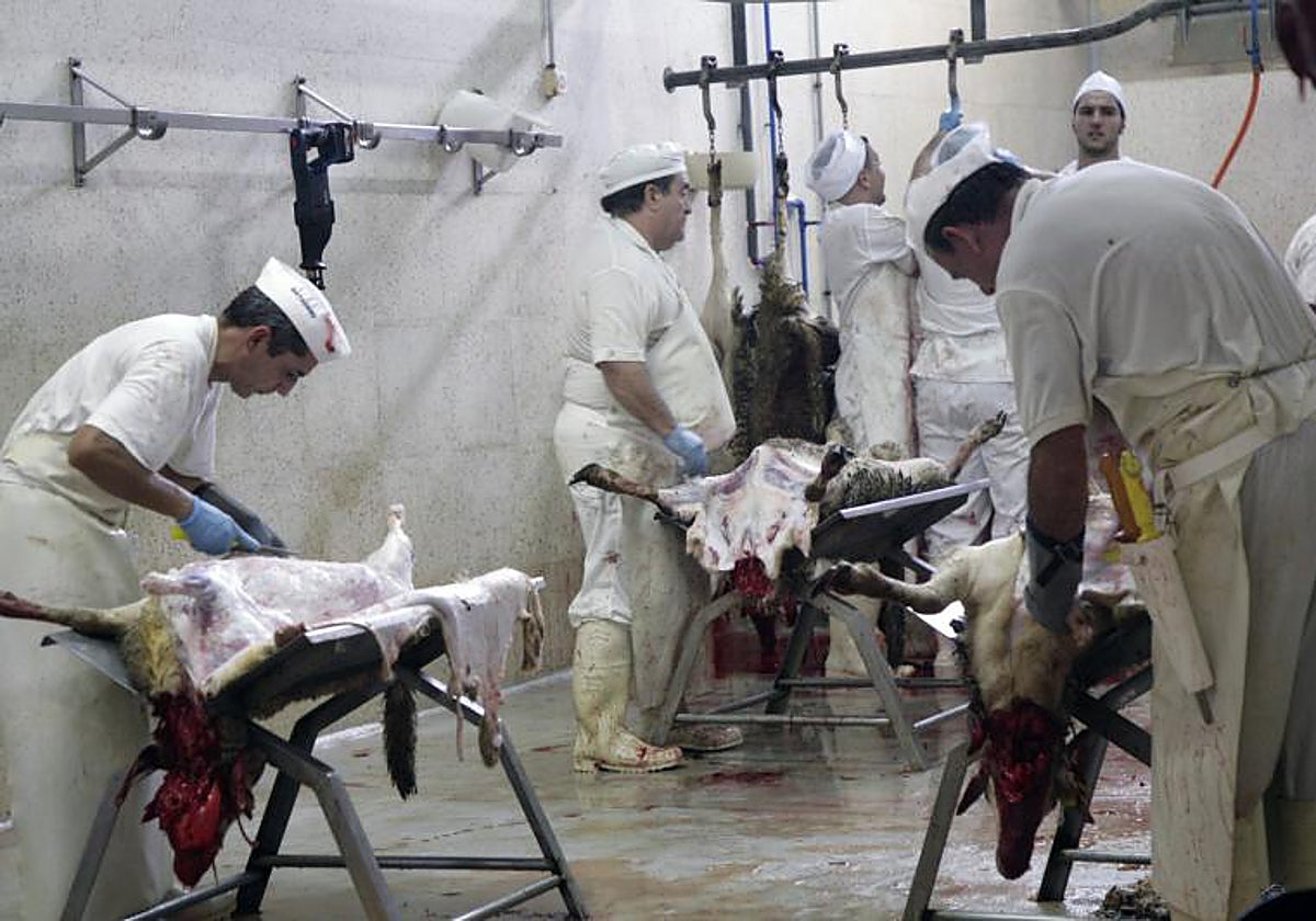 Sacrificio de acuerdo a la norma halal en Melilla para la celebración musulmana de la fiesta del cordero