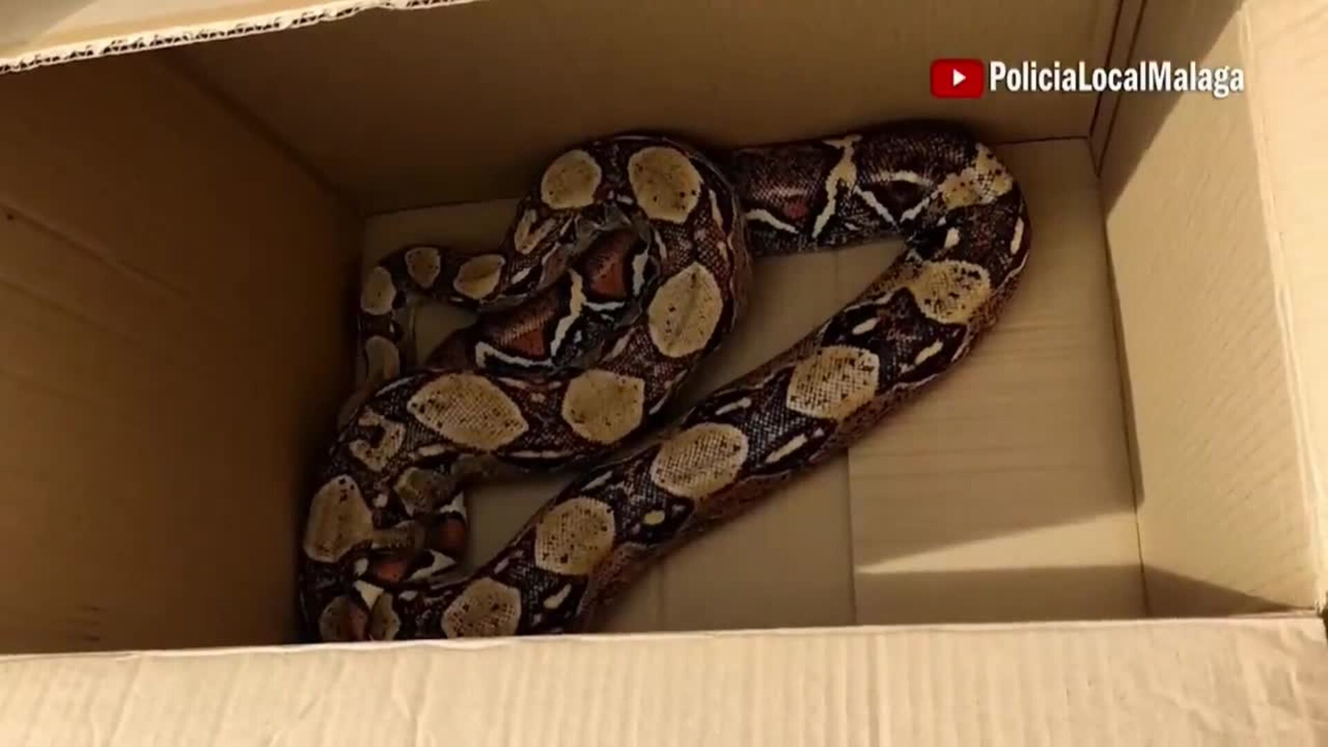 Capturan una serpiente boa de 2,30 metros de longitud cerca de un campo ...
