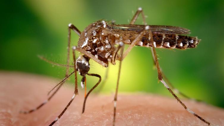 Perú declarará en emergencia cuatro regiones por aumento de casos de dengue