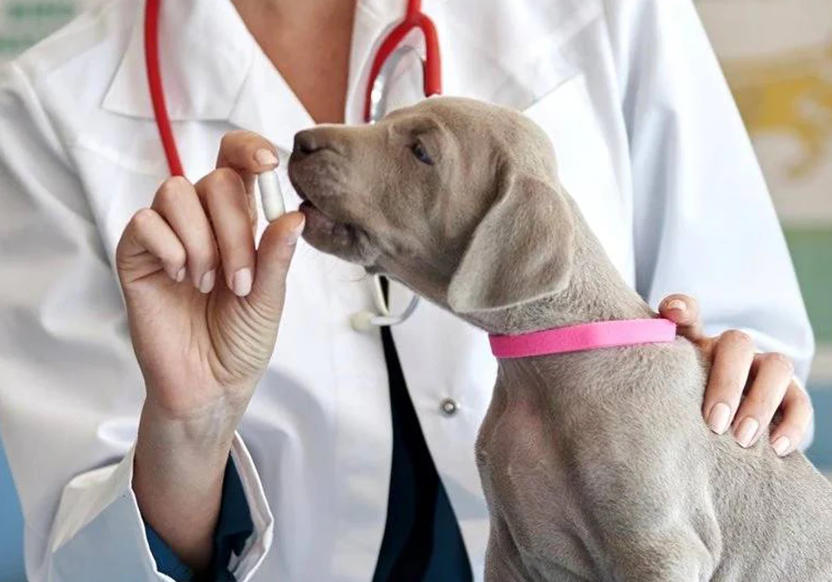 Salud canina: el dueño y el perro pueden enfermar si se salta la  desparasitación