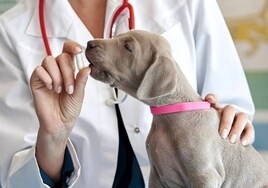 Salud canina: el dueño y el perro pueden enfermar si se salta la desparasitación