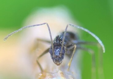 Qué es la hormiga loca, el insecto que invade Barcelona con 'macro colonias'