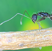 La hormiga loca vuelve a invadir Barcelona: localizan varios focos en Montjuic y plaza Cataluña