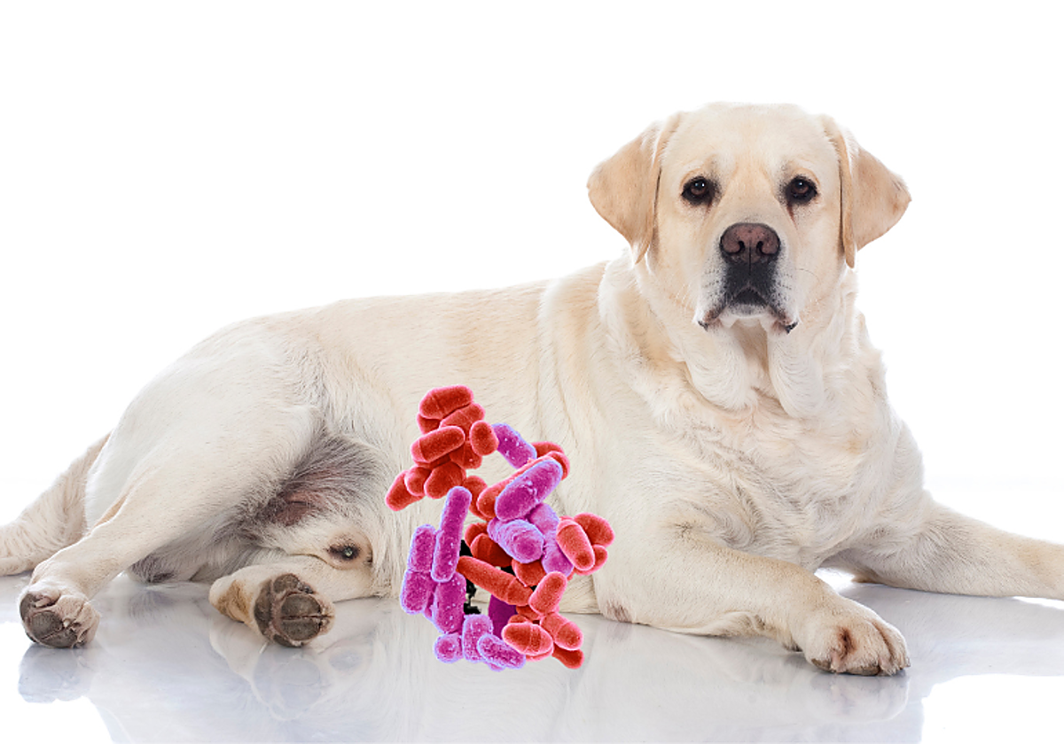 ¿Es recomendable el pienso con microbiota para mascotas?