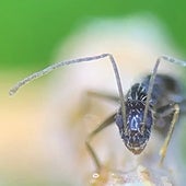 Expertos urgen a «actuar rápidamente» contra la hormiga loca para evitar plagas