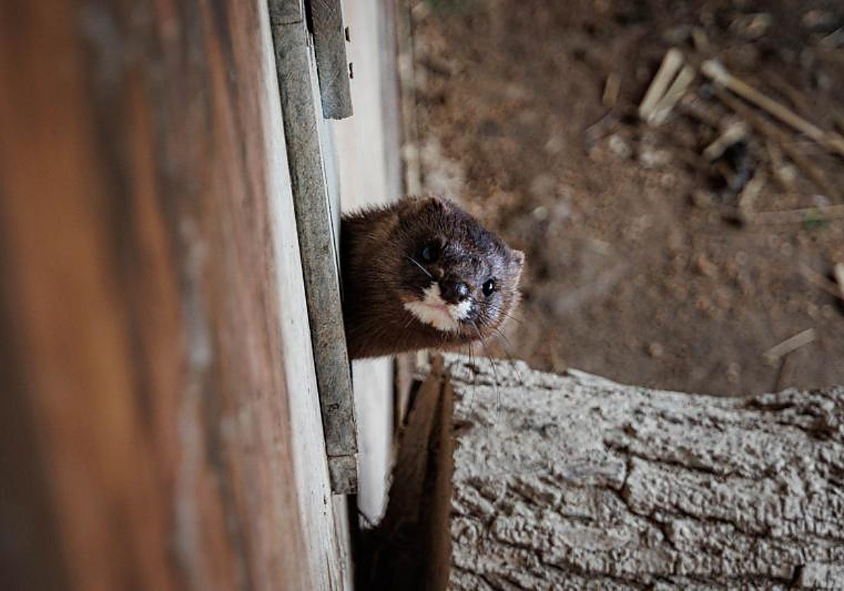 Un visón se asoma fuera de una caja en las instalaciones de FIEB