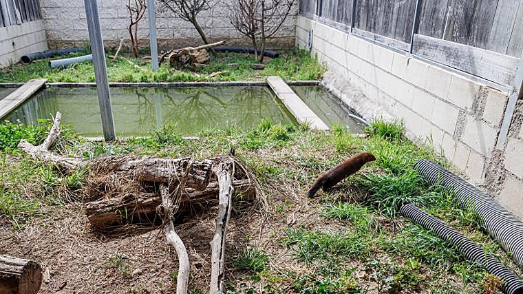 Un visón juega en sus instalaciones