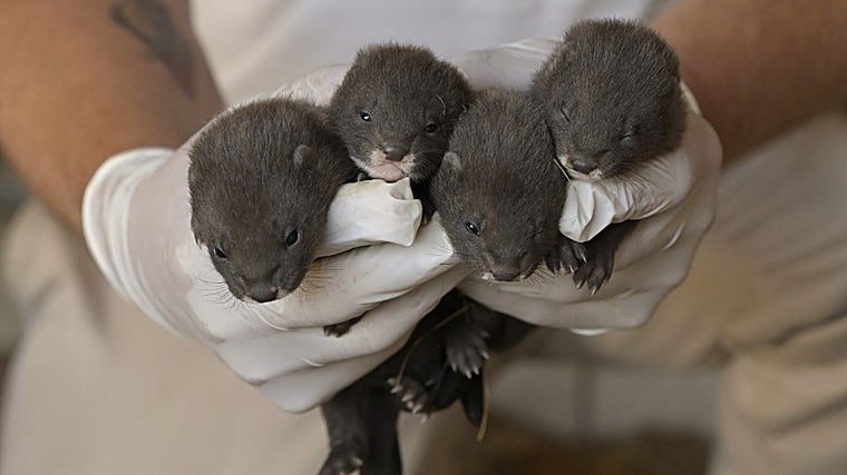 Cuatro crías nacidas en 2023