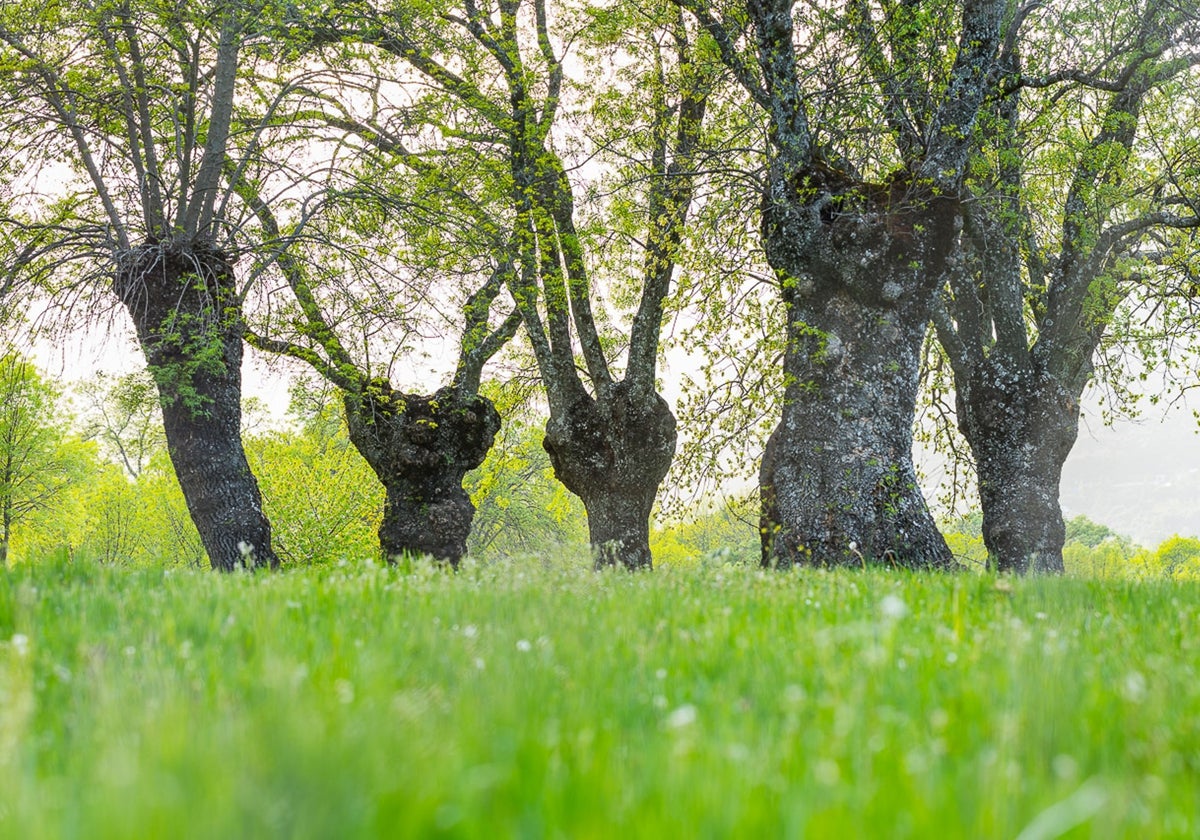 La ley de Restauración de la Naturaleza descarrila en Europa: Bruselas urge a «llevarla a la meta» para evitar socavar la credibilidad de la UE