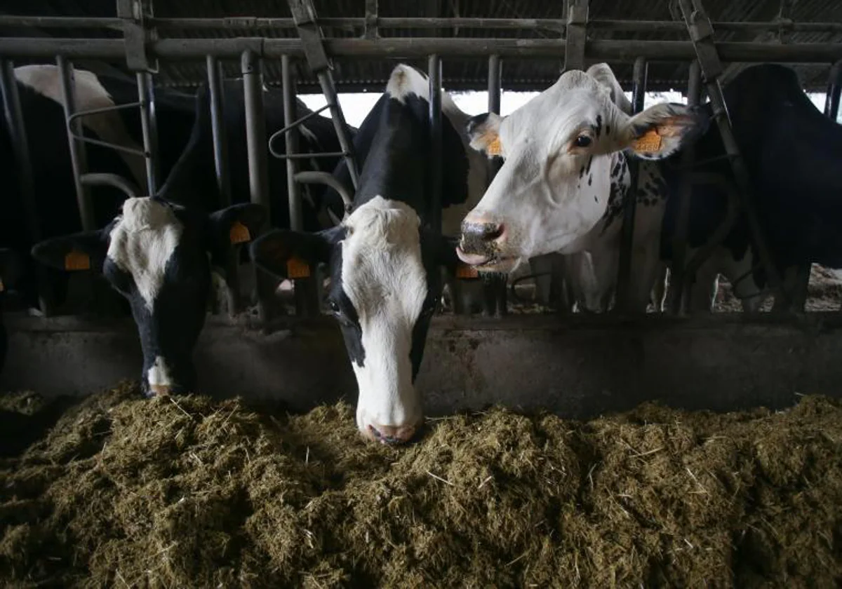Varias vacas en una ganadería de lácteo