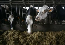 Estados Unidos estudia la aparición de gripe aviar entre vacas lecheras de diferentes estados