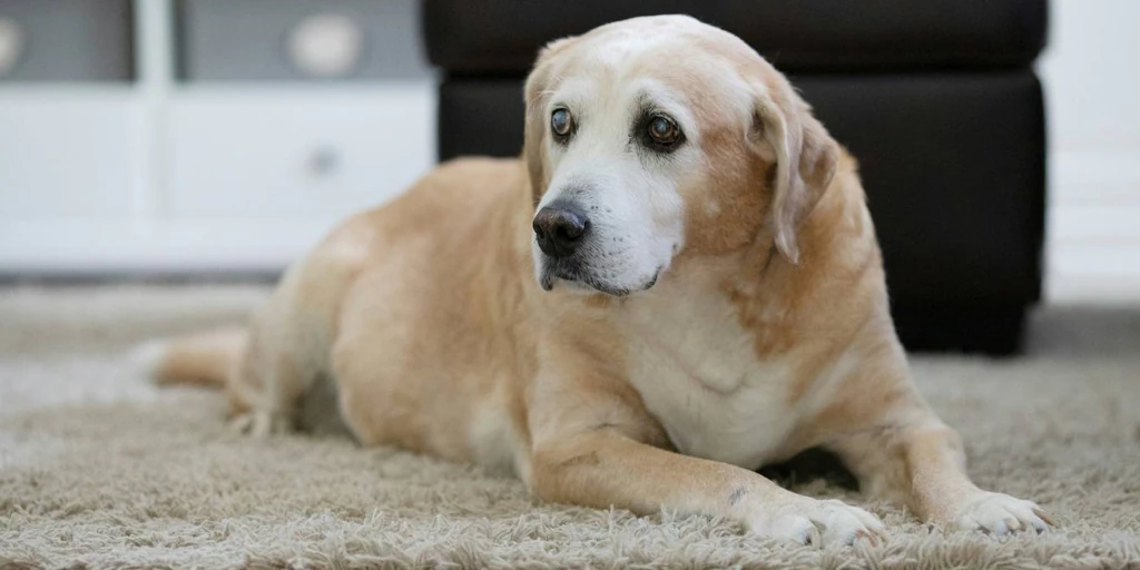 Las Señales Que Indican Que Tu Perro Está Envejeciendo