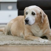 Las señales que indican que tu perro está envejeciendo