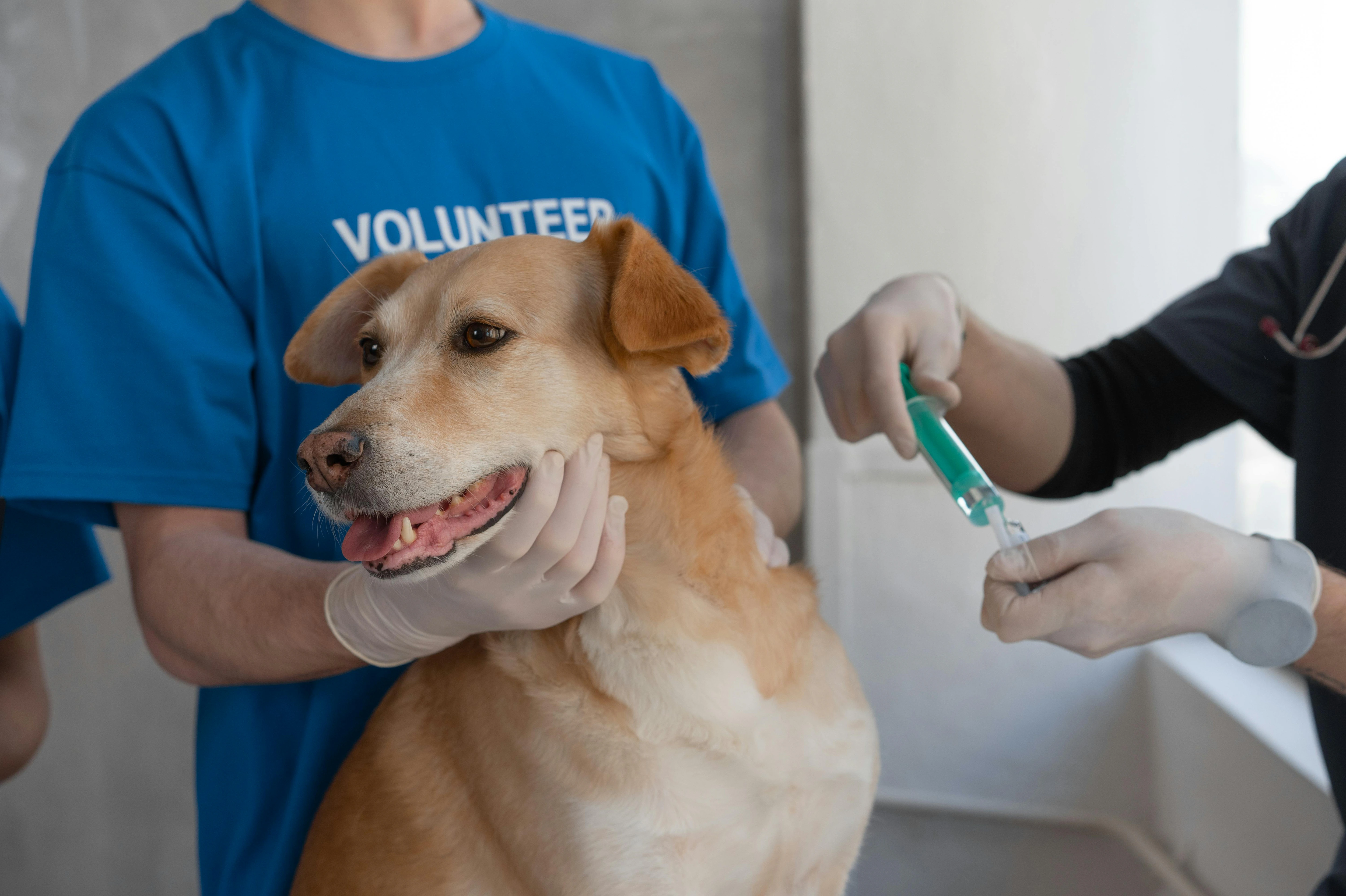 Veterinario gratis para tu mascota con esta ayuda del Gobierno: requisitos  y cómo obtenerla