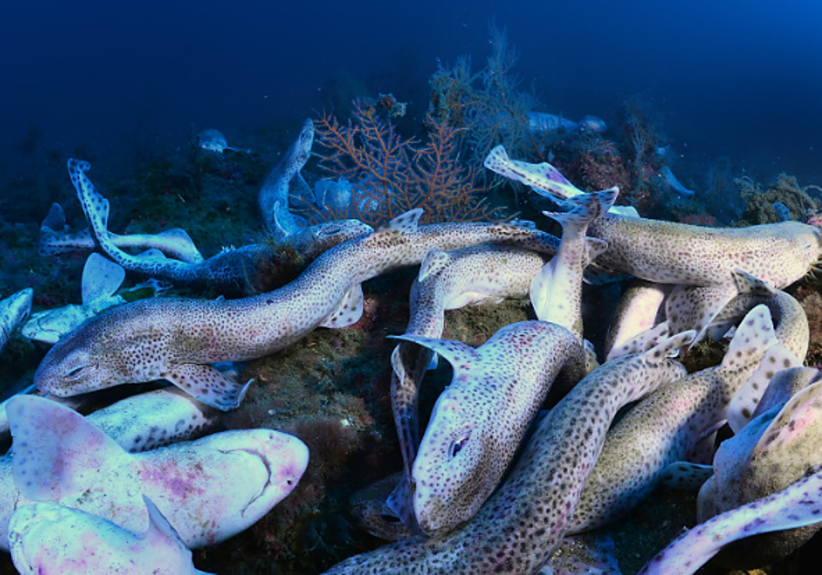 Varias pintarrojas halladas muertas en la localidad de Getaria