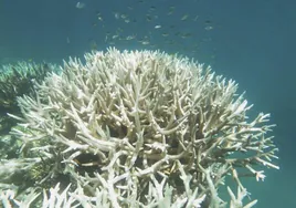 Un coral blanqueado en la Gran Barrera australiana, en 2017