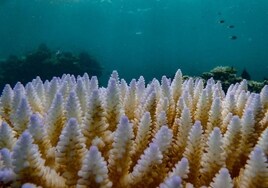 Coral blanqueado en la Gran Barrera australiana