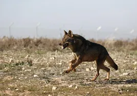 El Congreso da el primer paso para recuperar la caza del lobo al norte del Duero