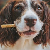 Snacks saludables para perros: consejos para saber cuándo y cómo recompensar a nuestra mascota