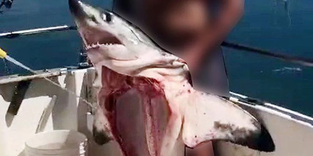 Investigado un hombre por aparecer en un vídeo sosteniendo a un tiburón muerto y sin vísceras de una especie protegida