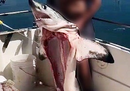 Investigado un hombre por aparecer en un vídeo sosteniendo a un tiburón muerto y sin vísceras de una especie protegida