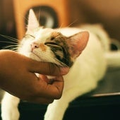 El ronroneo de tu gato indica mucho más de lo que piensas