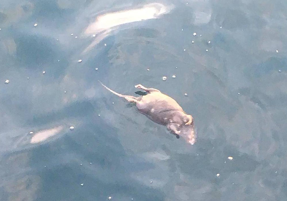 Imagen de una rata ahogada en la costa de Salónica