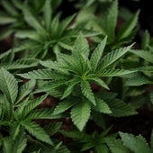 Biden quiere reclasificar a la marihuana como droga de bajo riesgo