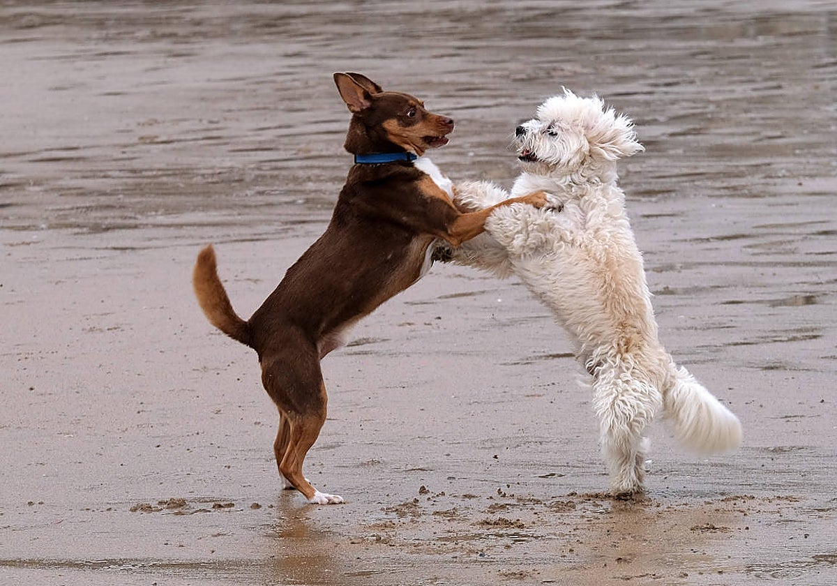 Imagen de perros jugando