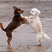 Estas son las señales que indican que tu perro tiene autismo