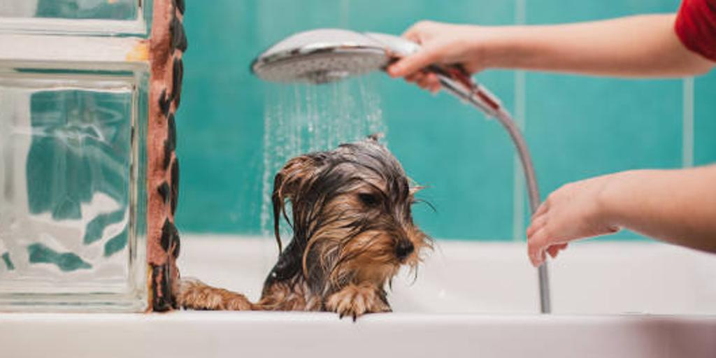 perro-ducha-kxIF--1024x512@diario_abc.jp