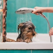 Cada cuánto tiempo tienes que bañar a tu perro: esta es la frecuencia recomendada según su pelaje