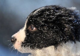 Un juzgado de Pamplona condena a seis meses de prisión a un hombre que mató a un cachorro a patadas