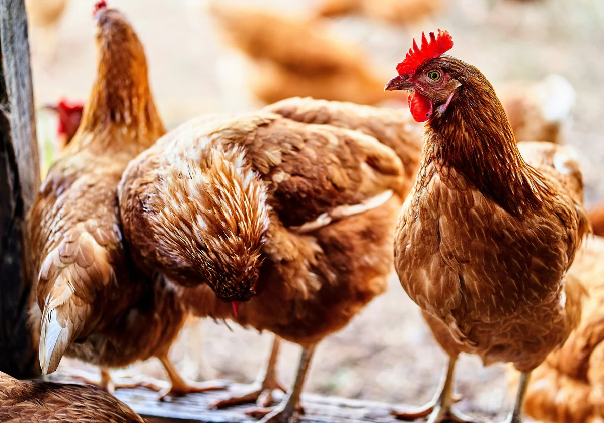 Australia confirma el primer caso humano de gripe aviar en un niño