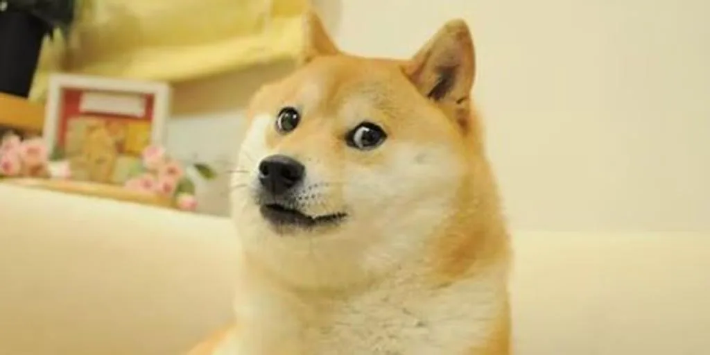 Fallece Kabosu, el icónico perrito japonés de los memes virales y la criptomoneda Dogecoin