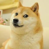 Muere Kabosu, la perrita japonesa de los memes virales y la criptomoneda Dogecoin