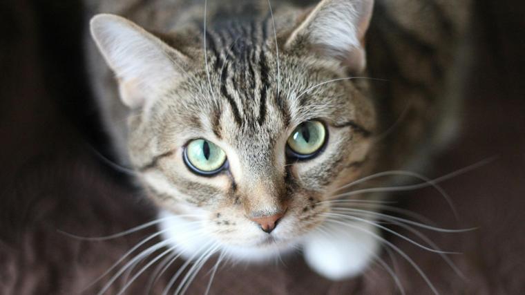 Esta es la forma más eficaz para llamar a un gato y que te haga caso, según un estudio