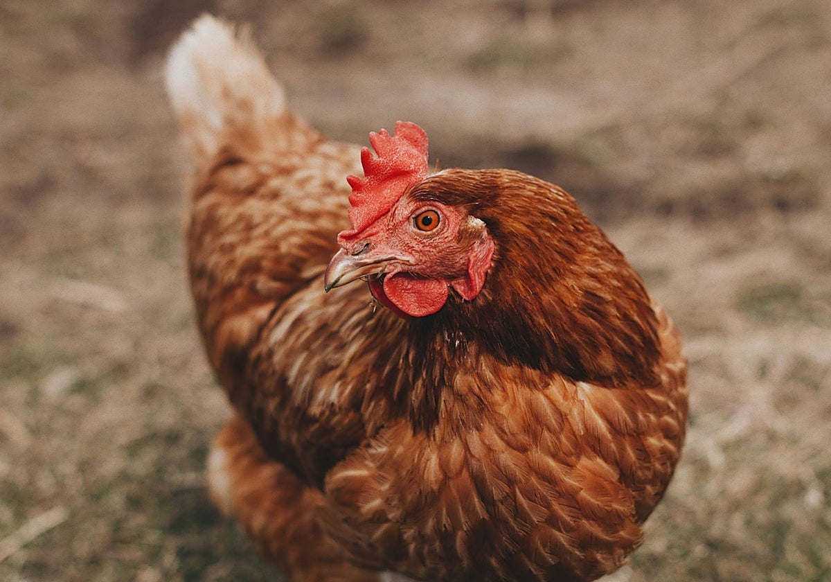 Qué es el virus H5N2, relacionado con la primera muerte humana por gripe aviar en el mundo