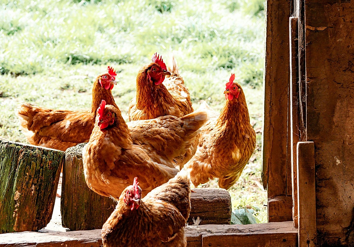 La OMS aclara que la reciente muerte en México de un paciente no es atribuible a la gripe aviar