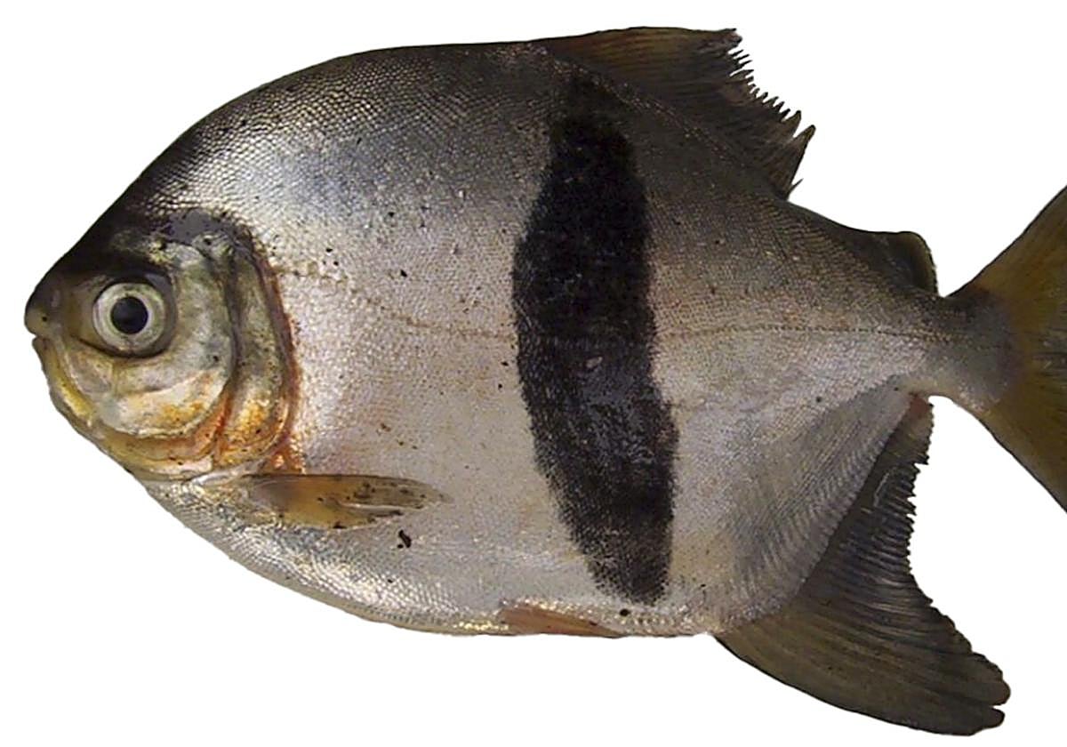 Un ejemplar de 'Myloplus sauron'