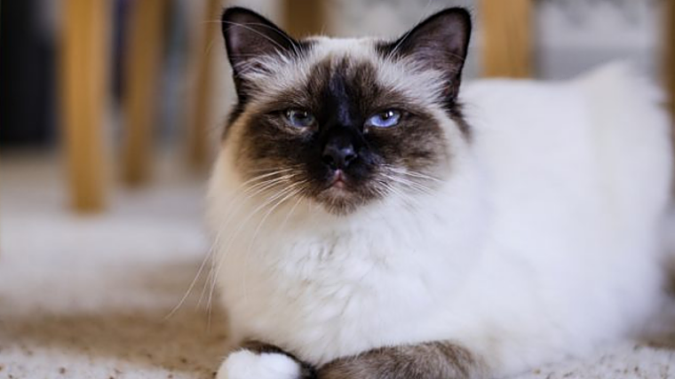 El gato birmano tiene una esperanza de vida media de alrededor de 14 años