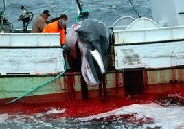 Islandia autoriza la caza de ballenas para la temporada 2024 a pesar de estar en peligro de extinción