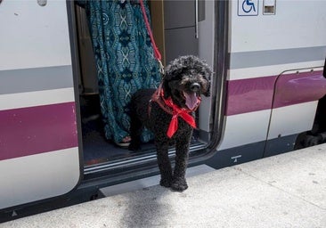 Consejos para viajar con mascotas en avión y otros medios
