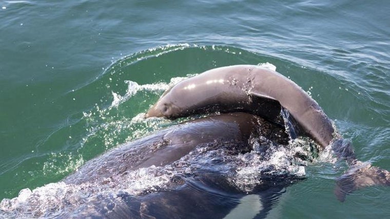 Una orca jugando con una marsopa