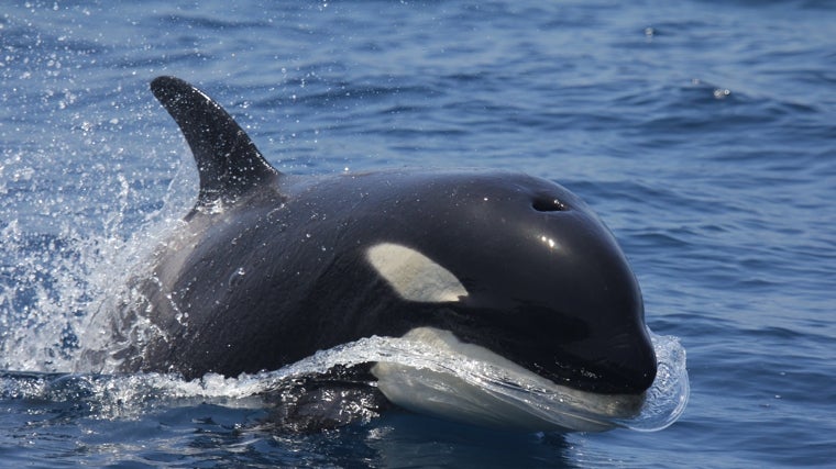 Una orca en el entorno del Estrecho