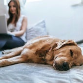 ¿Es bueno dormir con nuestro perro o gato? La ciencia responde