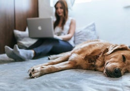 ¿Es bueno dormir con nuestro perro o gato? La ciencia responde