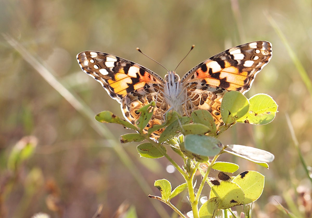 Ua mariposa cardera a punto de emprender el vuelo