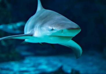 Estas son las playas de España dónde hay más posibilidades de que aparezcan tiburones